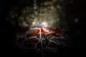سحر التفريق بين الزوجين